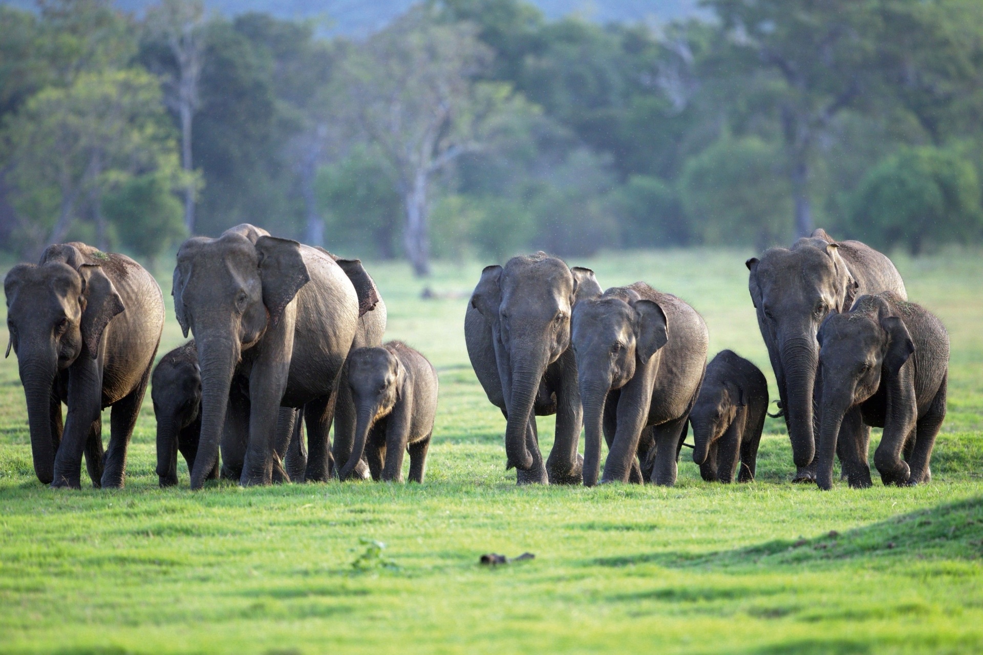 Elephant Safari